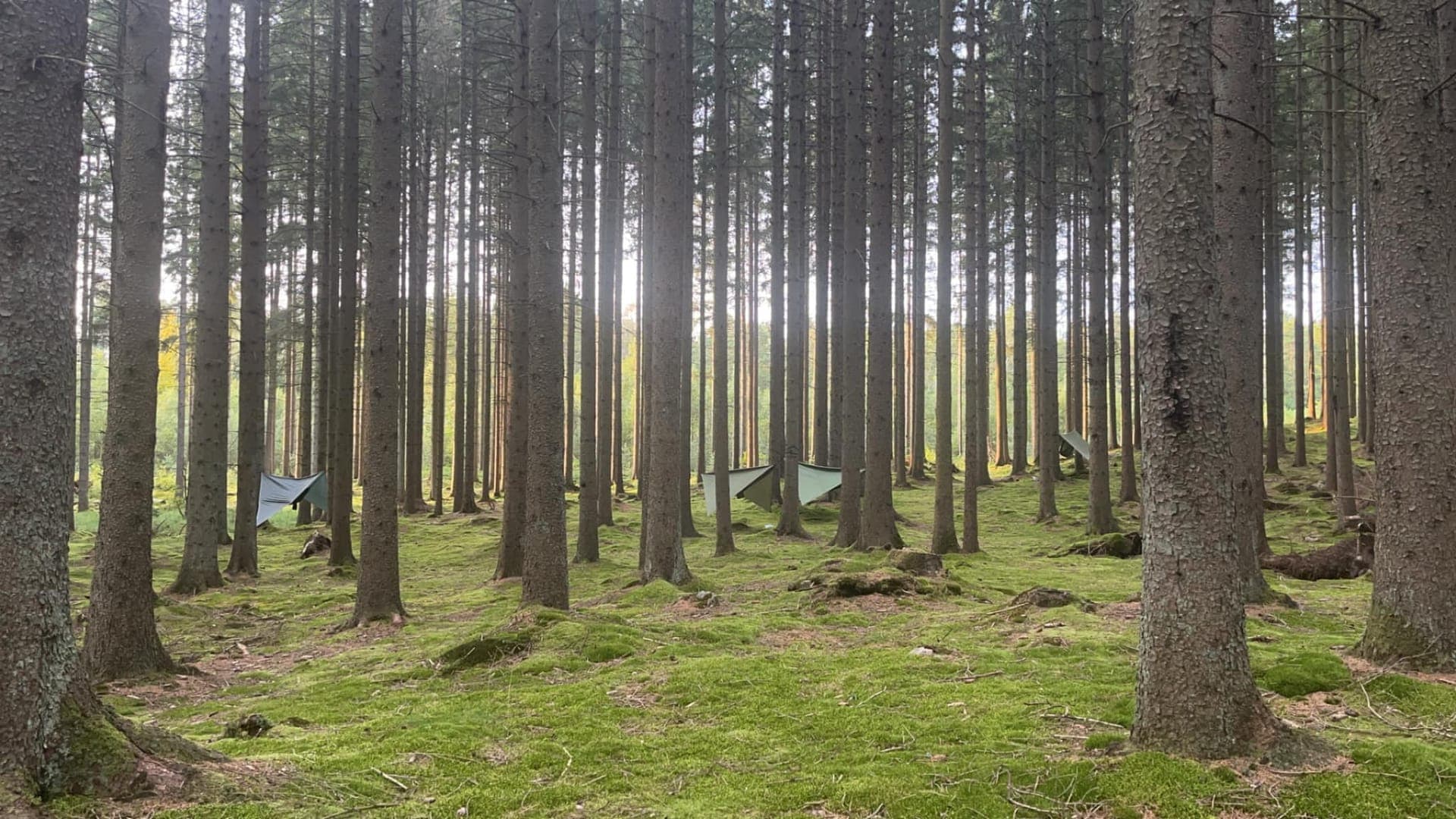 Mossbelagd skogsmark nära Hotell 1613