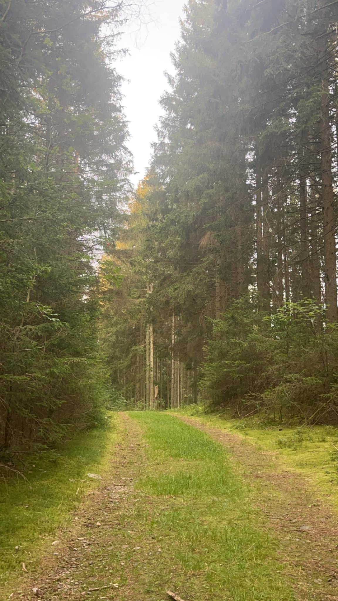 Skogsväg nära hotellet